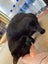 Brave Paws Cat Rescue - Cats - The Blues Brothers Carousel 4