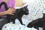 Brave Paws Cat Rescue - Cats - The Blues Brothers Carousel 5