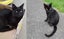 Brave Paws Cat Rescue - Cats - The Blues Brothers Carousel 1