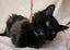 Kitty Kingdom - MAISY Carousel 1