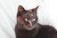 Brave Paws Cat Rescue - Cats - The Blues Brothers Carousel 3