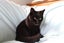 Brave Paws Cat Rescue - Cats - The Blues Brothers Carousel 8