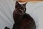 Brave Paws Cat Rescue - Cats - The Blues Brothers Carousel 9