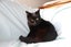 Brave Paws Cat Rescue - Cats - The Blues Brothers Carousel 10