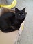 Brave Paws Cat Rescue - Cats - The Blues Brothers Carousel 11