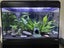 Complete Tropical Fish Tank + Cabinet + Fish + Supplies – Must Go! Carousel 6