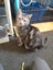 Brave Paws Cat Rescue - Cat - Sylvie Carousel 2
