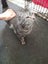 Brave Paws Cat Rescue - Cat - Sylvie Carousel 4