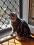 Brave Paws Cat Rescue - Cat - Sylvie Carousel 6