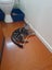 Brave Paws Cat Rescue - Cat - Sylvie Carousel 7