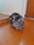 Brave Paws Cat Rescue - Cat - Sylvie Carousel 5