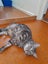 Brave Paws Cat Rescue - Cat - Sylvie Carousel 1