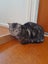 Brave Paws Cat Rescue - Cat - Sylvie Carousel 8