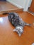 Brave Paws Cat Rescue - Cat - Sylvie Carousel 9