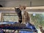 Brave Paws Cat Rescue - Cat - Sylvie Carousel 10