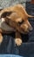 Rottweiler x Mastiff puppy Carousel 3