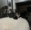Rescue kitten blossom Carousel 2