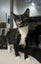 Rescue kitten blossom Carousel 1