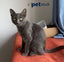 LONELY MIAOW CAT - SILKY Carousel 1