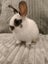 Jersey lops Carousel 2