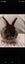 Jersey lops Carousel 7