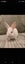Jersey lops Carousel 8