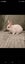 Jersey lops Carousel 11