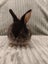Jersey lops Carousel 12
