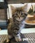 LONELY MIAOW KITTEN - PECAN Carousel 1