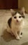 2 Rescue Kittens Bean & Opal Carousel 2