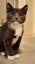 2 Rescue Kittens Bean & Opal Carousel 1