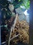 Blue tounge lizard enclosure and equipment Carousel 3