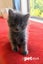 LONELY MIAOW KITTEN - PEBBLE Carousel 1