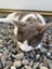 Cat needs rehoming Carousel 2