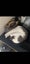 Cat needs rehoming Carousel 3
