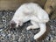 Cat needs rehoming Carousel 1