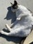 Cat needs rehoming Carousel 4