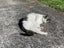 Cat needs rehoming Carousel 5