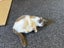Cat needs rehoming Carousel 6