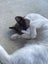 Cat needs rehoming Carousel 7