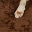 Orthopedic Dog Bed L Coffee Carousel 4