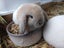 Mini Lop Rabbits Carousel 1