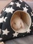 Mini Lop Rabbits Carousel 2