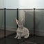 Small Animal Cage Black 144x74x46.5 Cm Pp and Steel Tabpio Carousel 6