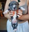 American staffordshire Carousel 3