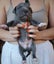 American staffordshire Carousel 4