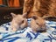Pedigree English Angora Carousel 1