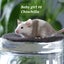 Beautiful little baby girl mice! Carousel 6