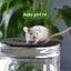 Beautiful little baby girl mice! Carousel 4