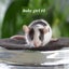 Beautiful little baby girl mice! Carousel 3